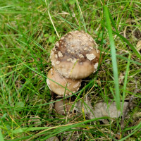 Грибний сезон