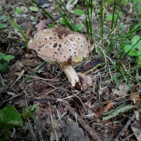 Грибний сезон