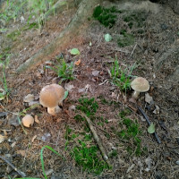 Грибний сезон