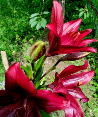 природні фантазії