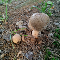 Грибний сезон