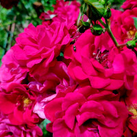 природні фантазії