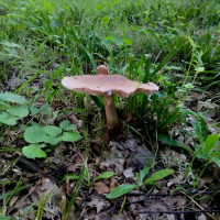 Грибний сезон