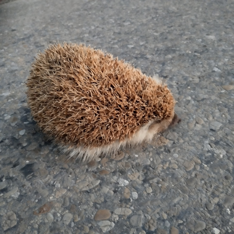 Зоосвіт - Жулин