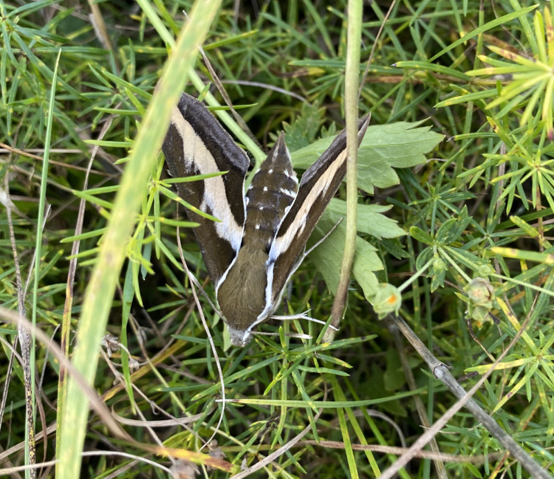 Наші фото - Манжелія