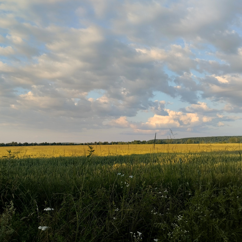 краєвид 3 - Горишнее
