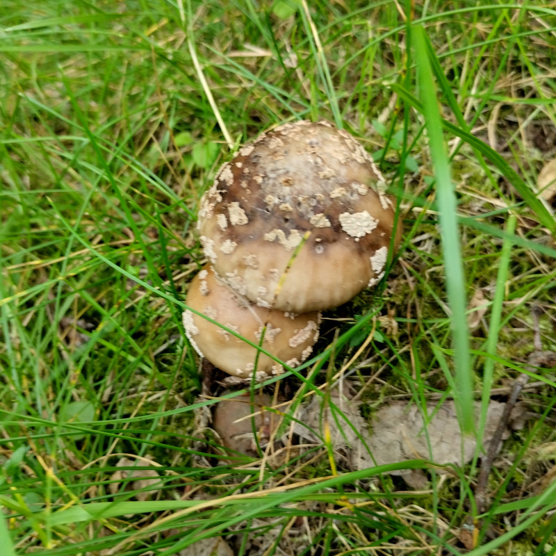 Грибний сезон - Горішнє