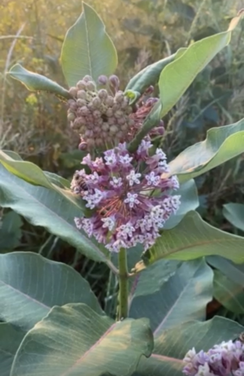 Наші фото - Манжелия