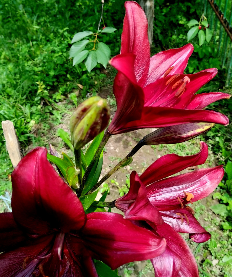 природні фантазії - Верхня Лукавиця