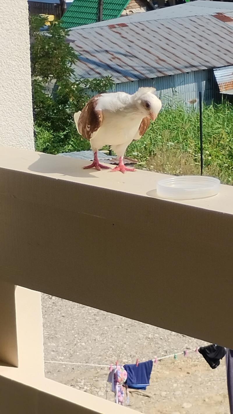 Курорт із солоними озерами 1 - Солотвино