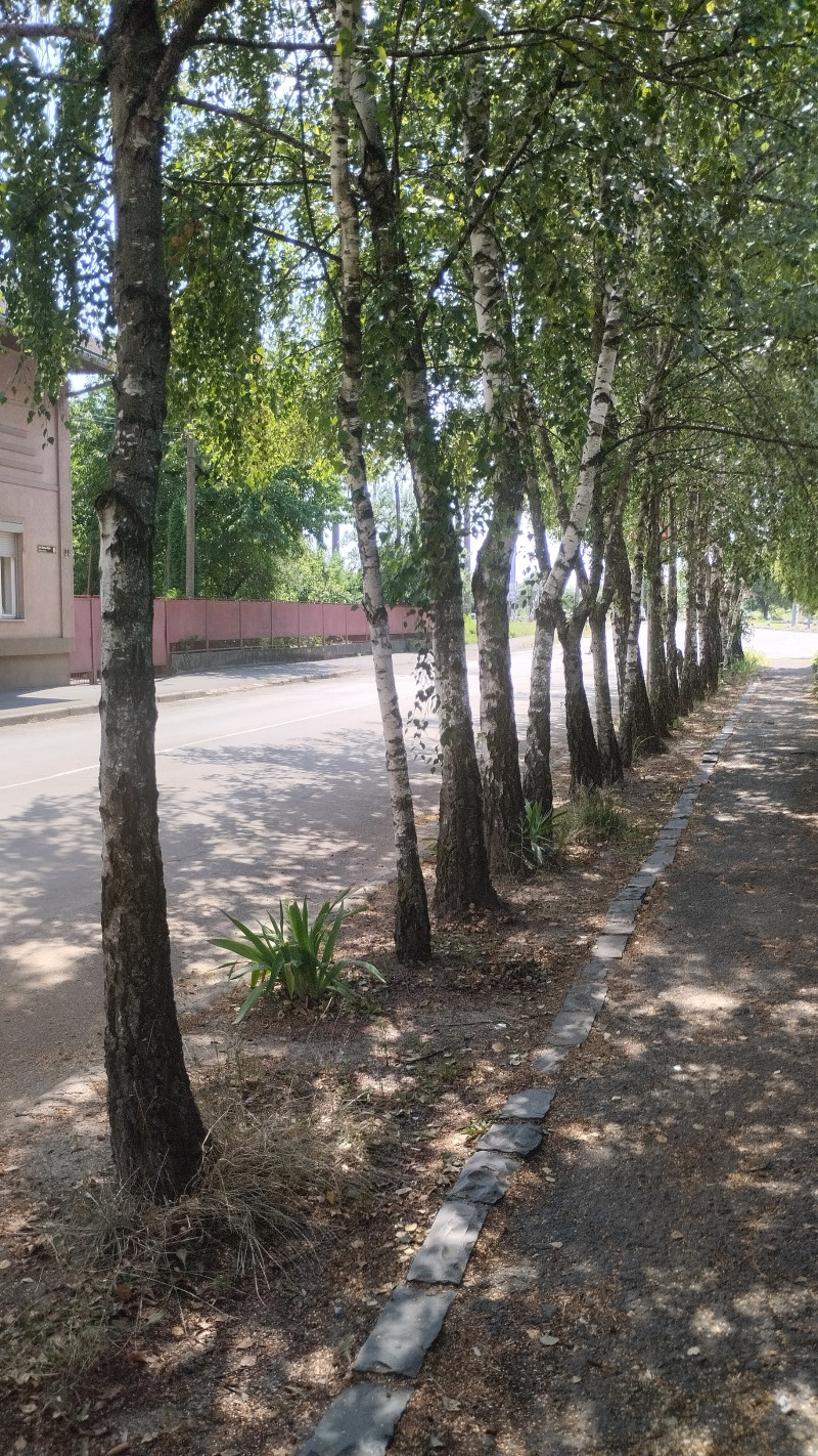 Старовинне Мукачеве 1 - Мукачеве