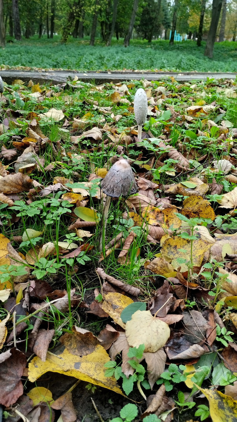 парки - Стрий