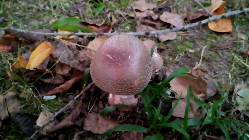 Грибний сезон - Горішнє