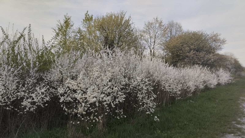 Краєвид - Верчаны