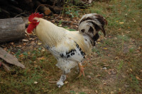 Батьківщина