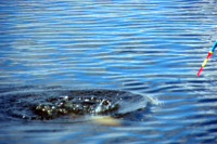 Батьківщина