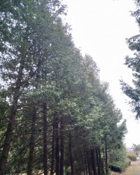 Дачне - Останні фото