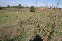 Батьківщина