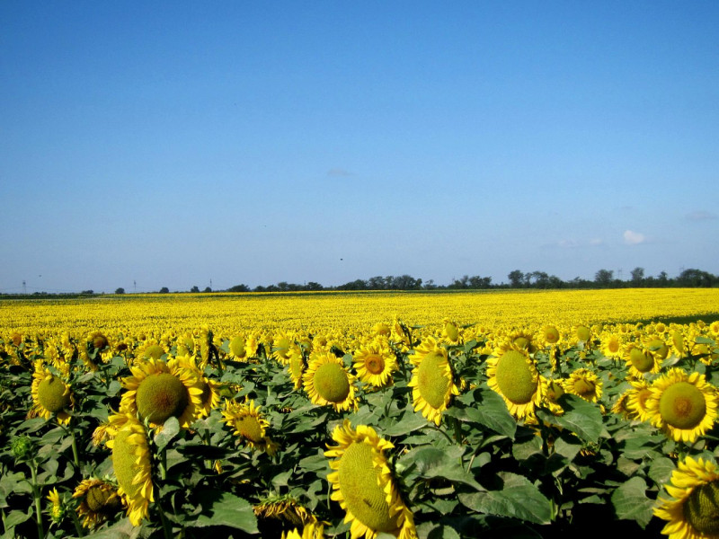 Батьківщина - Липняжка