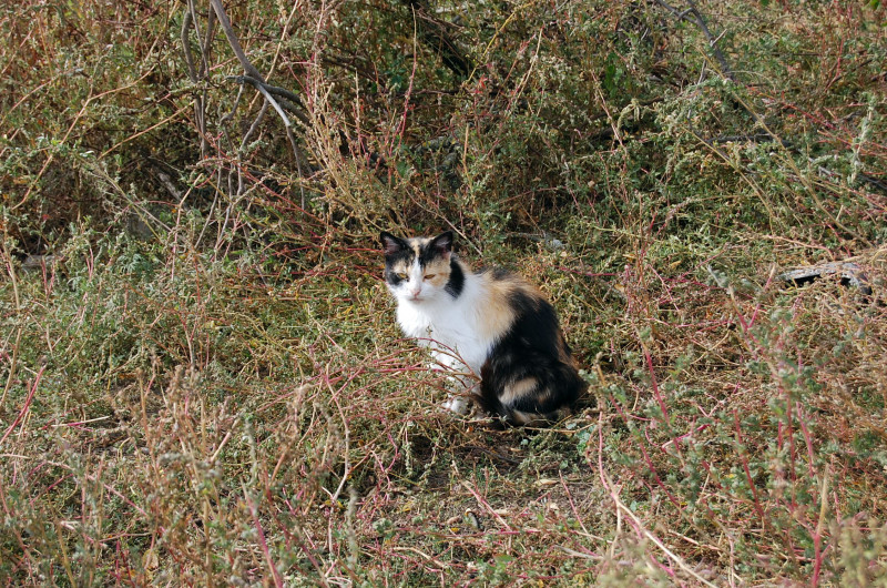 Батьківщина - Липняжка