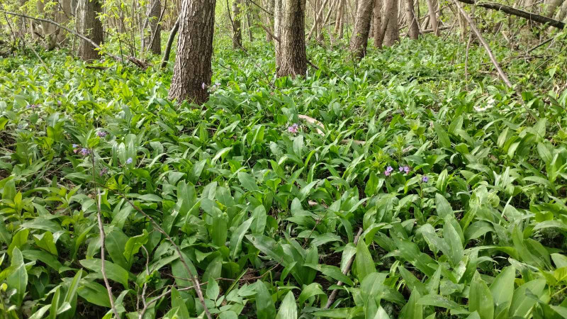 Ліс - Держів