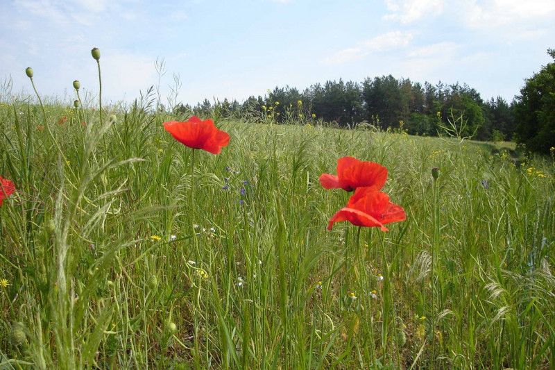Мліїів - Мліїв