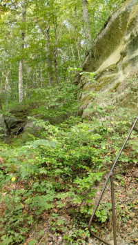 Ліс. Скелі