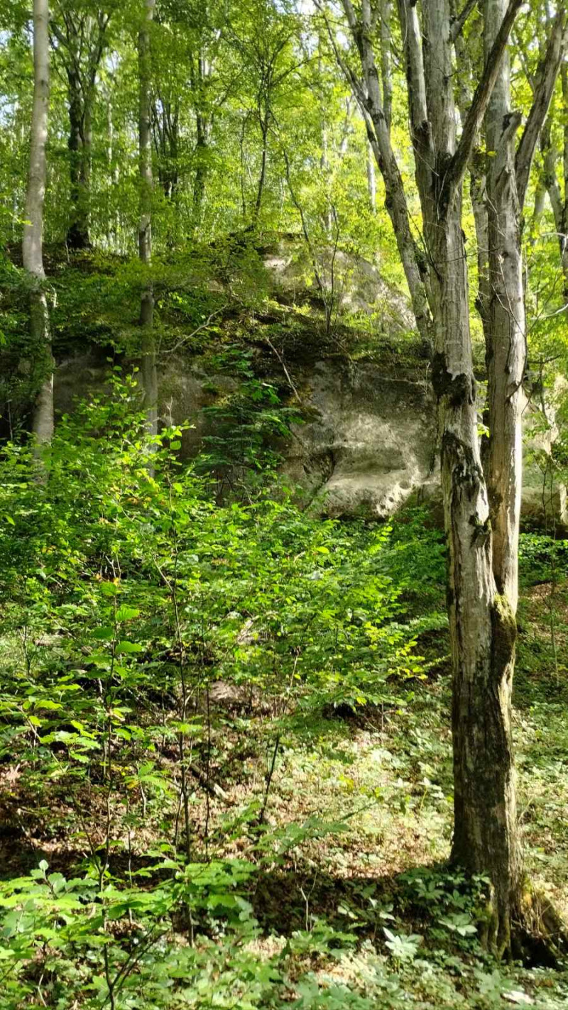 Ліс. Скелі - Велика Воля