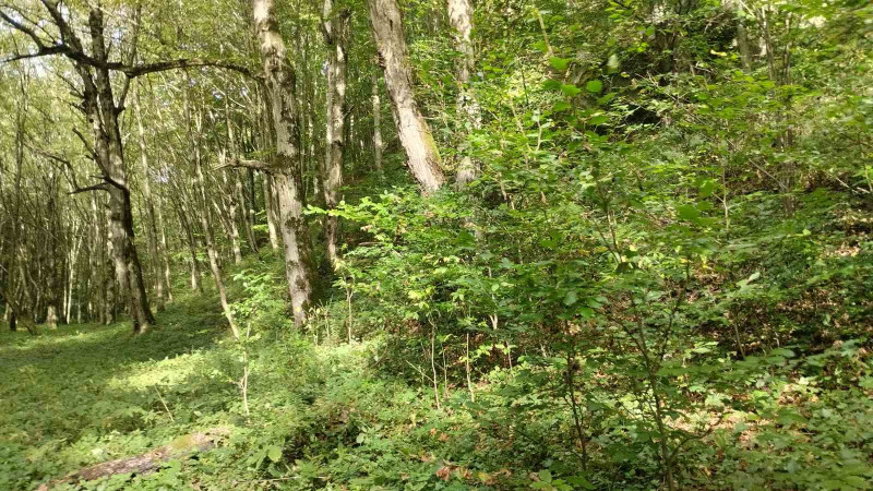 Ліс. Скелі - Велика Воля