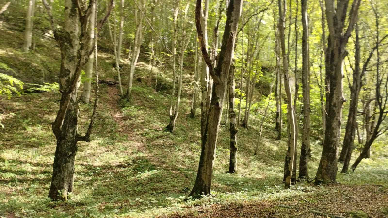 Ліс. Скелі - Велика Воля