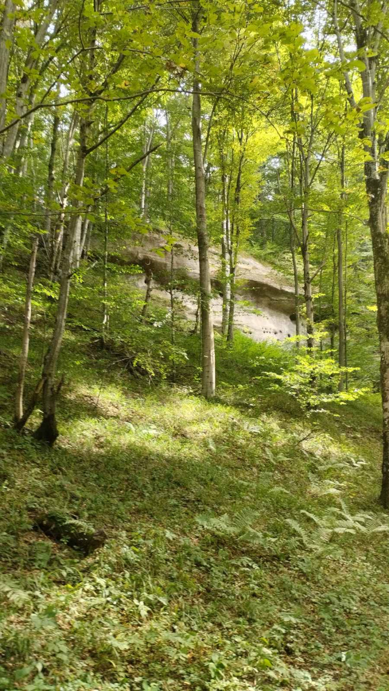 Ліс. Скелі - Велика Воля