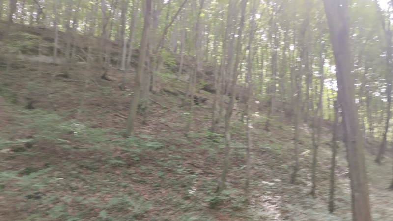 Ліс. Скелі - Велика Воля