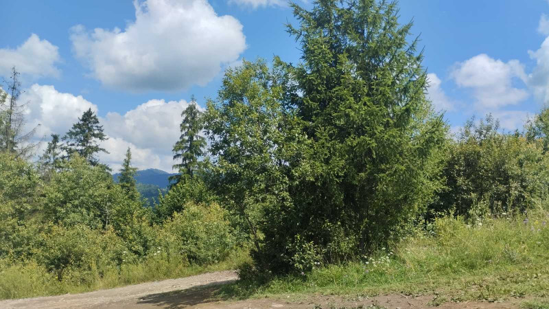 краєвиди Славська - Славское