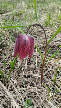 природні фантазії