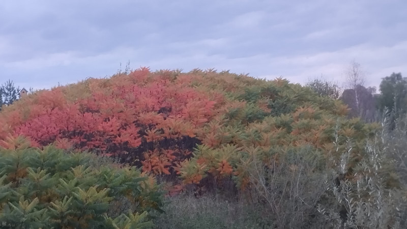 краєвид - Миртюки